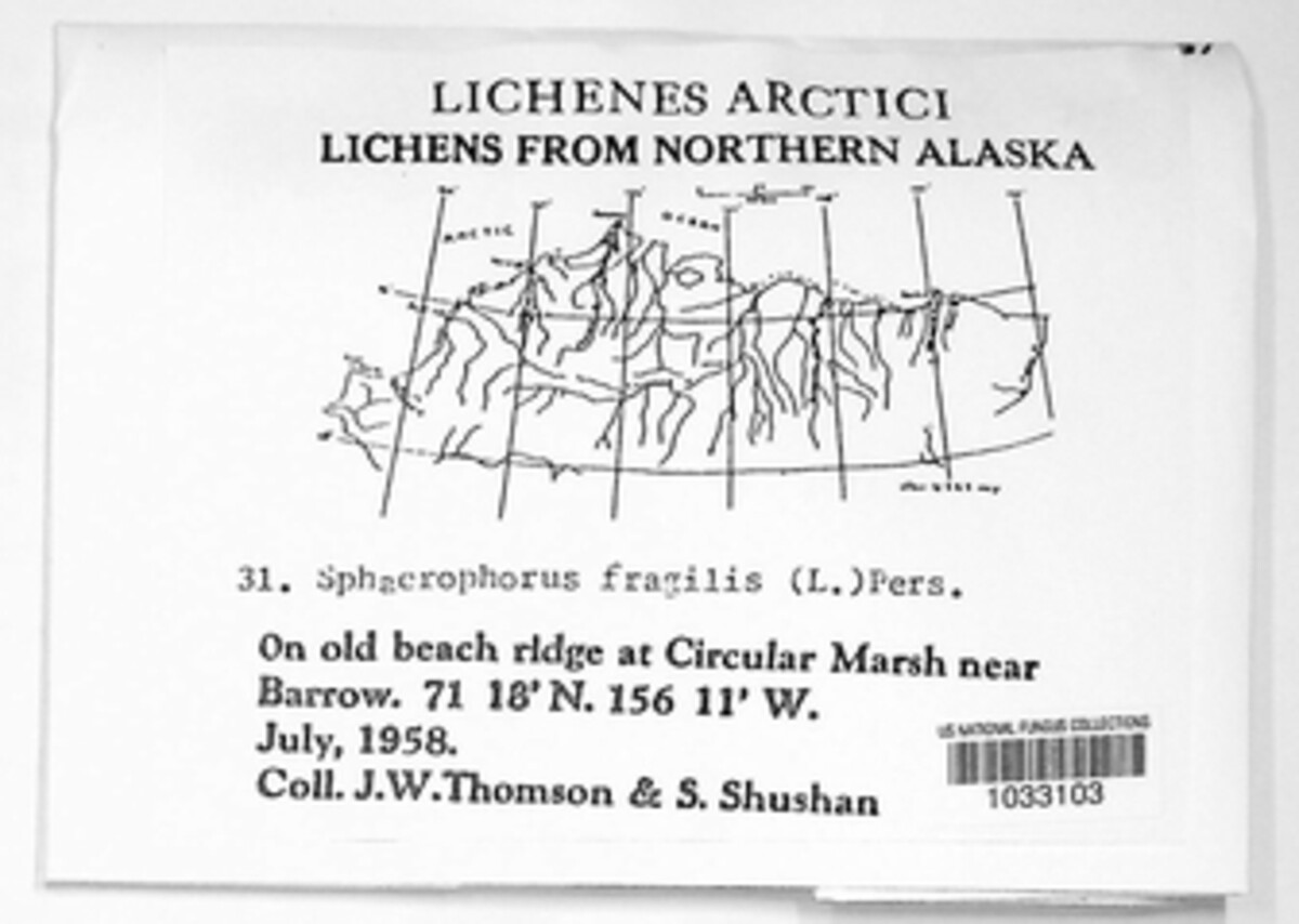 Sphaerophorus image